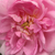 Roz - Trandafir damasc - Ispahan